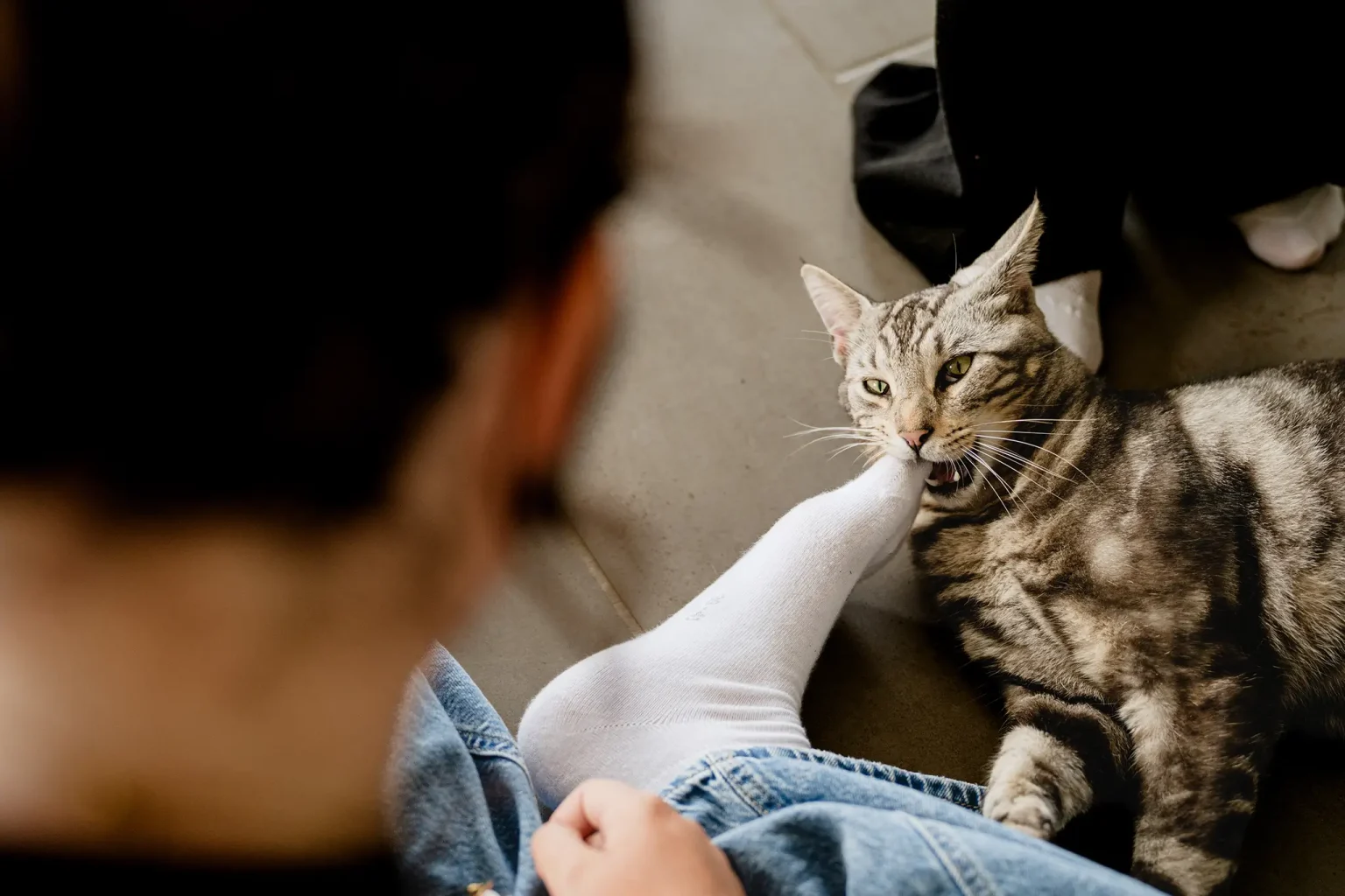 chat mariage amiens photographe